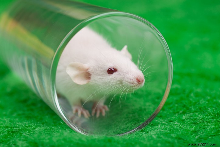 Experimental Anti-Aging Vaccine Clears Senescent Cells in Mice, Extending Lifespan—Human Trials Ahead?