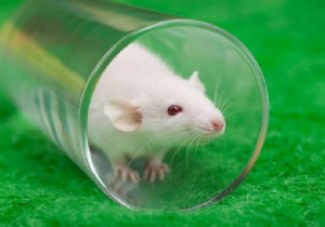 Experimental Anti-Aging Vaccine Clears Senescent Cells in Mice, Extending Lifespan—Human Trials Ahead?
