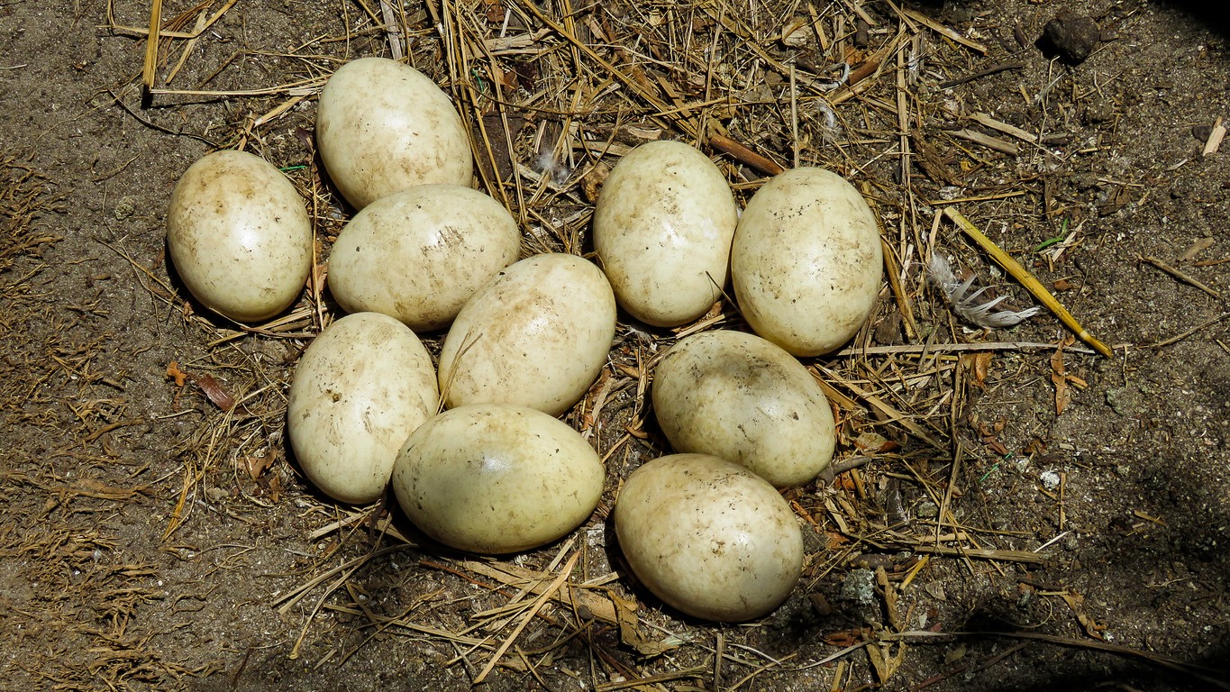 Japanese Scientists Unveil COVID-19 Detection Mask That Glows on Virus Contact