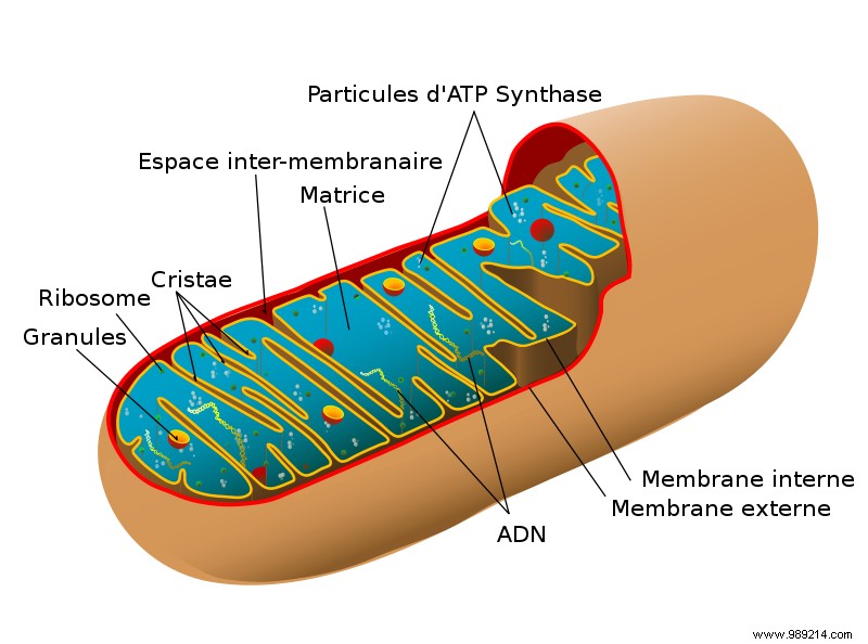 Hong Kong Study Uncovers BDNF Gene Deficiency as Key Driver of Obesity