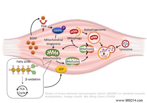 Hong Kong Study Uncovers BDNF Gene Deficiency as Key Driver of Obesity