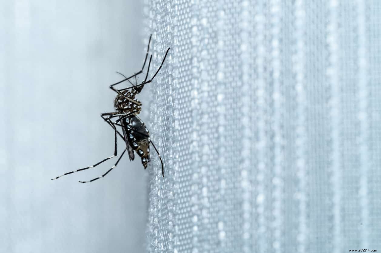 Study Reveals Mosquitoes Are Attracted to Specific Human Skin Colors