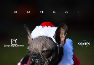 UK Vets Issue Urgent Warning on Hairless French Bulldogs: Extreme Breeding Endangers Health