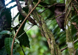 Ayahuasca: What Science Says About Its Effects, Benefits, and Risks