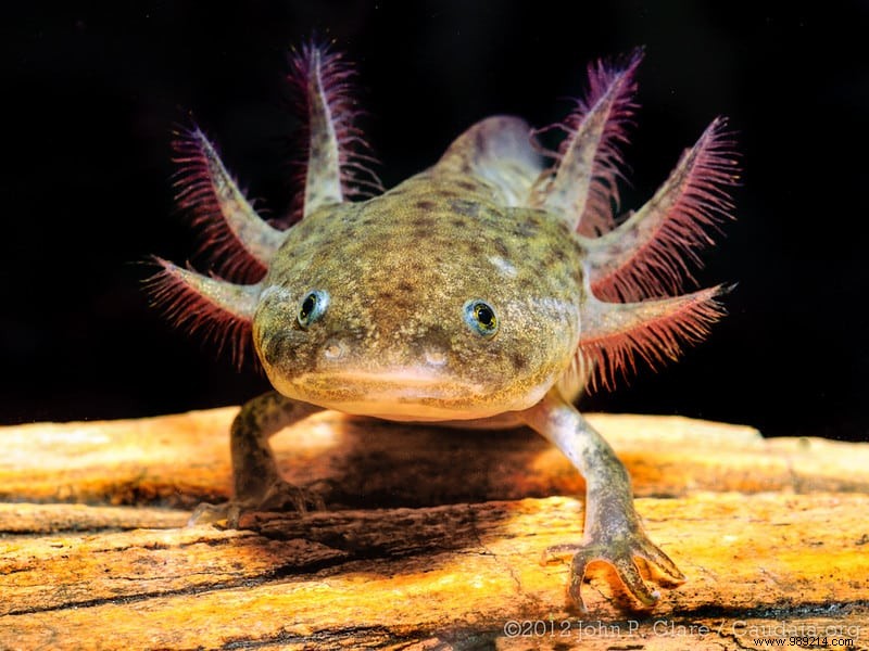 Axolotl: The Mexican Salamander Whose Regeneration Powers Could Transform Human Medicine
