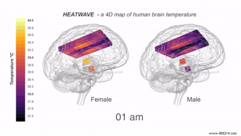 Human Brain Runs Hotter Than We Thought: Groundbreaking 4D Temperature Maps Reveal New Insights