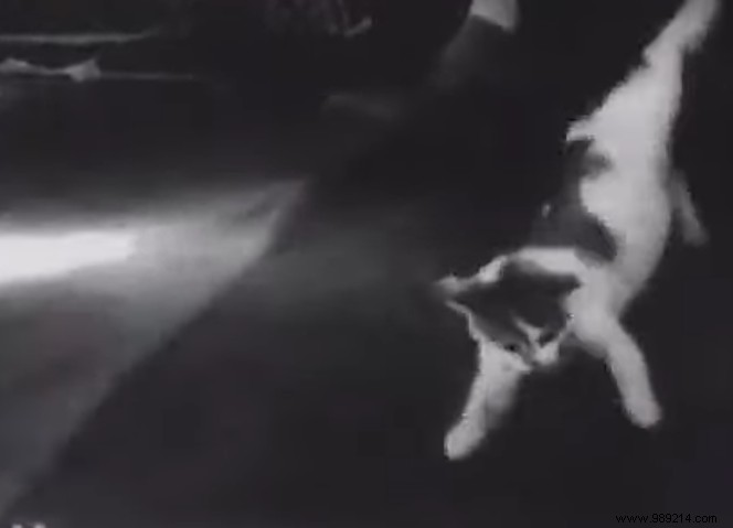 How Cats  Unique Agility Revolutionized Astronaut Training in Zero Gravity