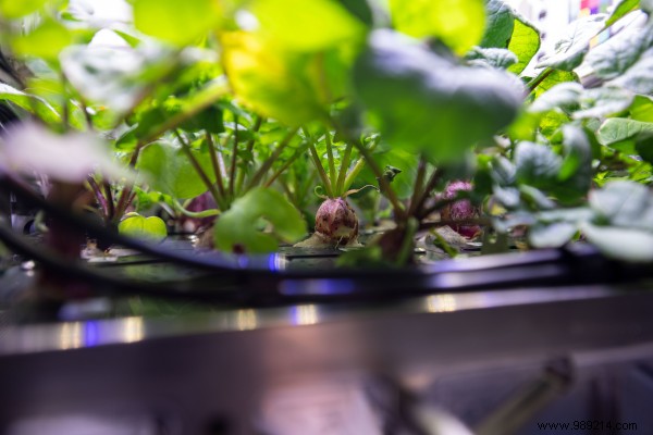 Highlights from a Productive Year of ISS Research