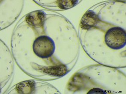 Aquaculture in Space: Farming Fish for Moon Bases and Mars Colonies