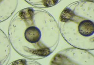 Aquaculture in Space: Farming Fish for Moon Bases and Mars Colonies