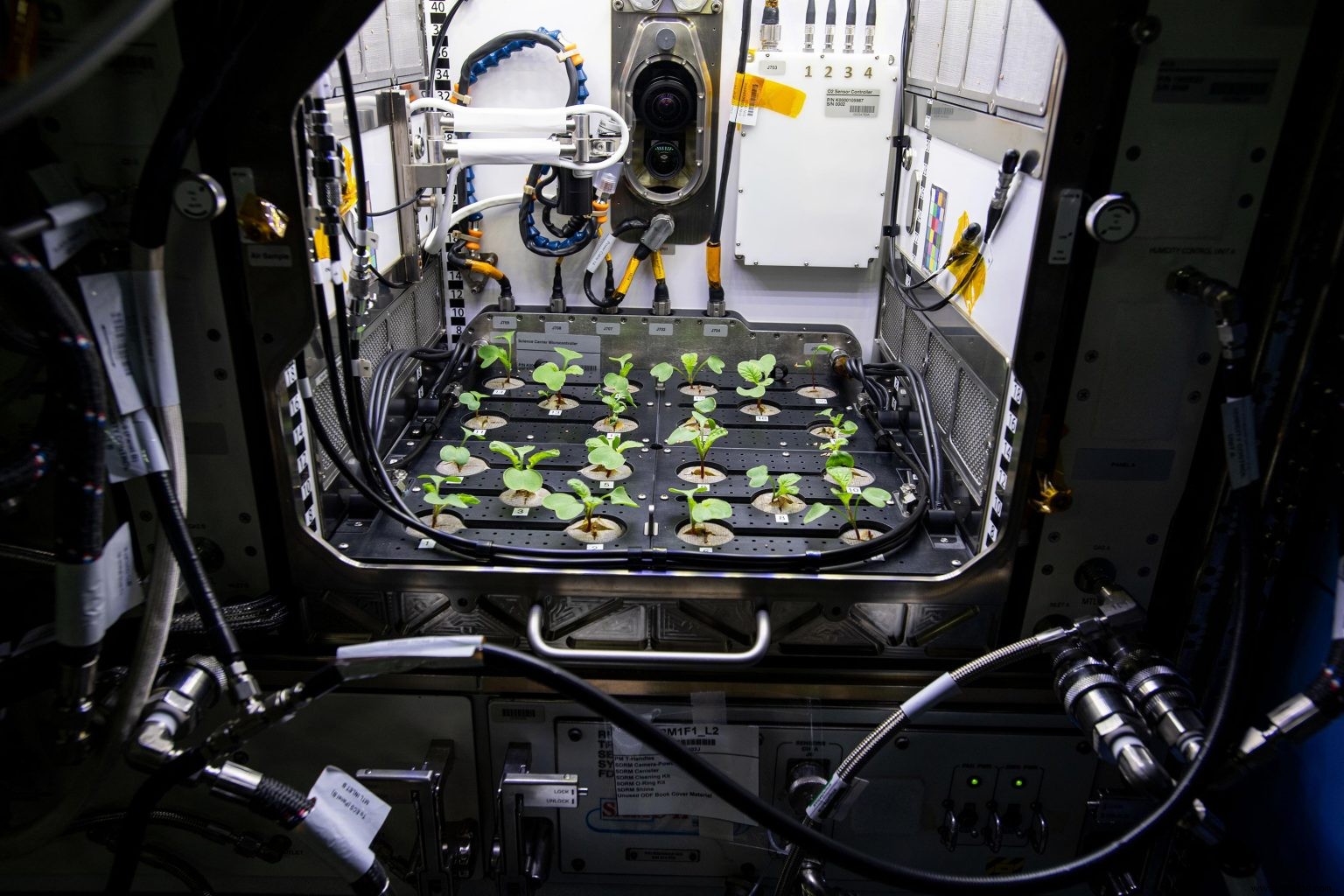 NASA Team Discovers Novel Bacteria Species on ISS with Mars Plant-Growth Potential