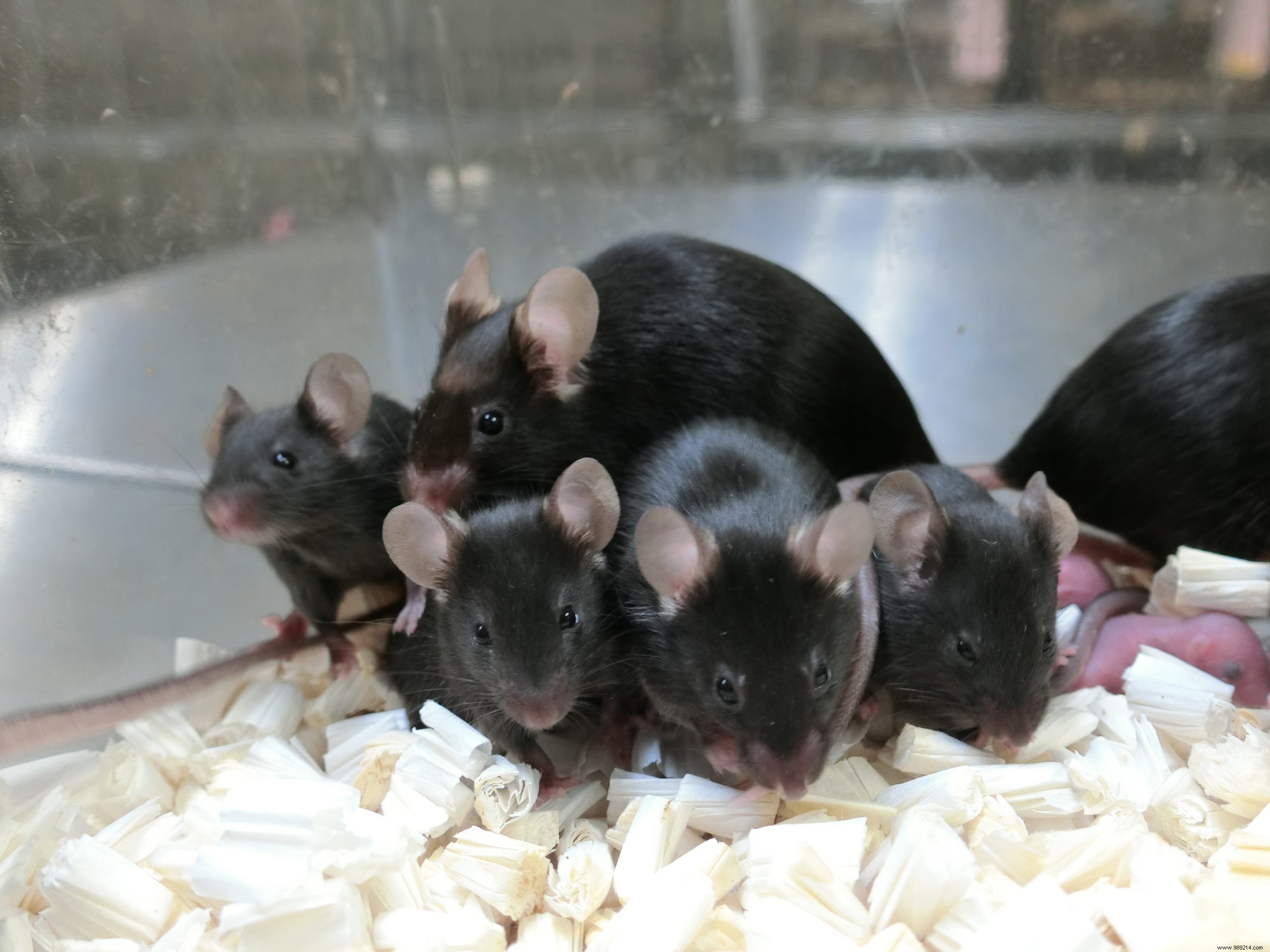Freeze-Dried Mouse Sperm Endures 6 Years on ISS, Produces Healthy Offspring