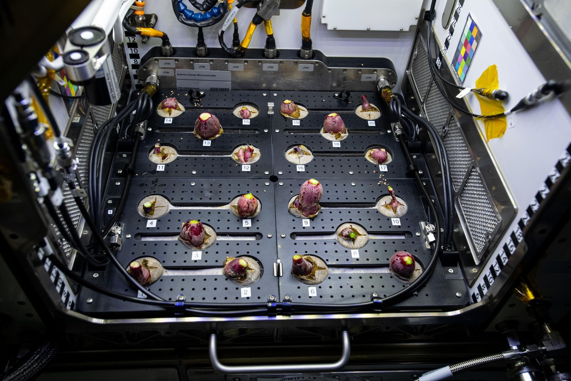 Growing Radishes and Chili Peppers Aboard the ISS: NASA s Pioneering Space Plant Experiments