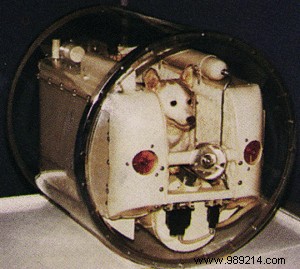 Laïka: The Heartbreaking True Story of the First Dog in Space