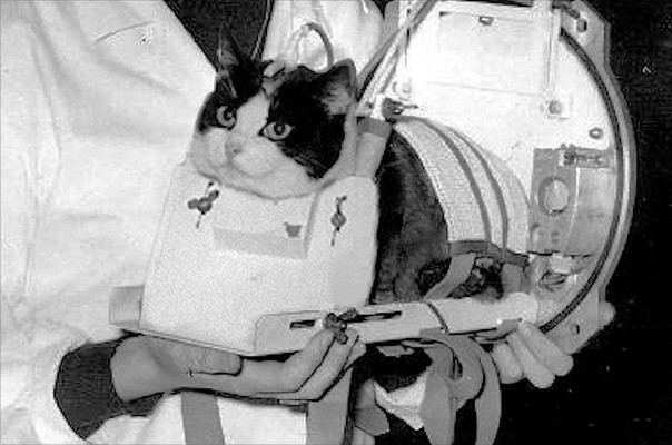 Félicette: France s Trailblazing Cat in Space – The Story of the First Feline Astronaut