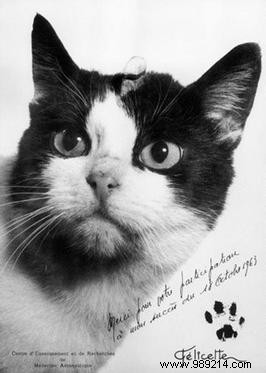 Félicette: France s Trailblazing Cat in Space – The Story of the First Feline Astronaut