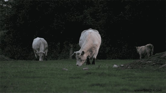 How to Create and Add Stunning Cinemagraphs in WordPress: Expert Step-by-Step Guide