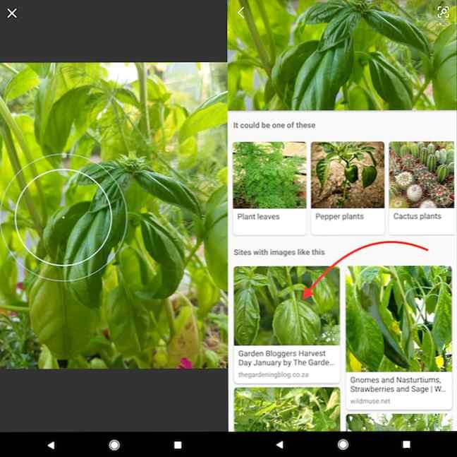 Identify Plants and Flowers Instantly with Your Phone: Bing vs. Google Lens Guide