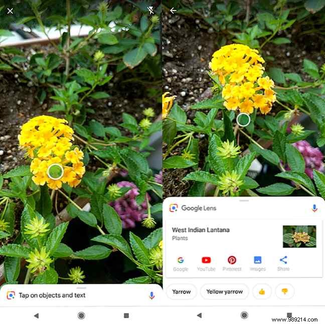 Identify Plants and Flowers Instantly with Your Phone: Bing vs. Google Lens Guide