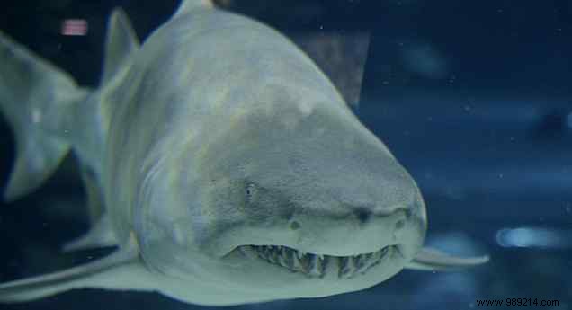 The Day the Music Died: A Retrospective on Grooveshark s Controversial Shutdown