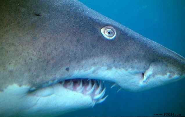 The Day the Music Died: A Retrospective on Grooveshark s Controversial Shutdown