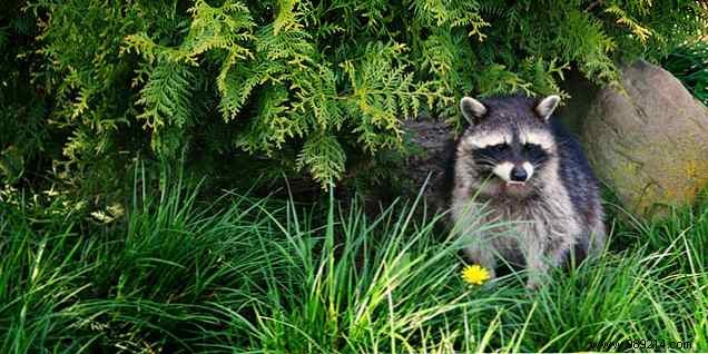 6 Ingenious Ways to Use Wireless Security Cameras Beyond Basic Surveillance