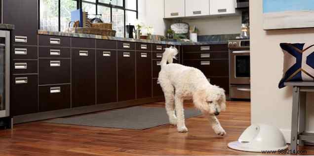 Elevate Pet Care with These Innovative Smart Gadgets