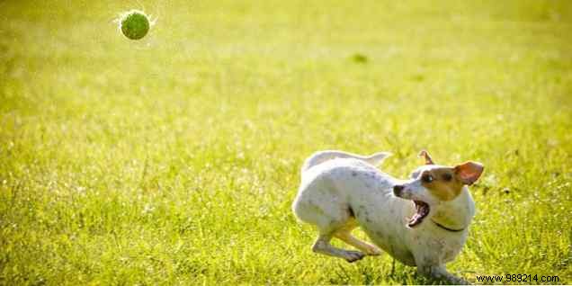 Elevate Pet Care with These Innovative Smart Gadgets