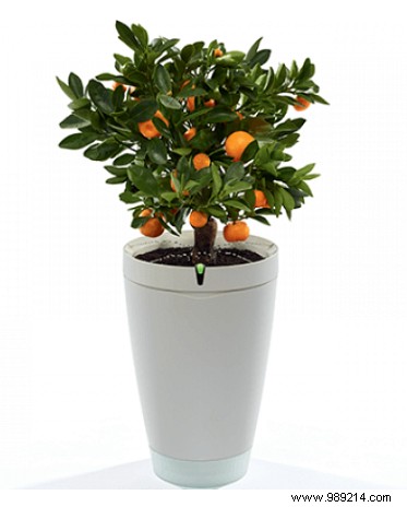 Never Kill a Plant Again: 7 Smart Gadgets to Master Indoor Gardening