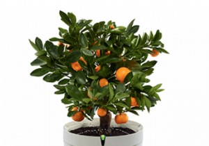 Never Kill a Plant Again: 7 Smart Gadgets to Master Indoor Gardening