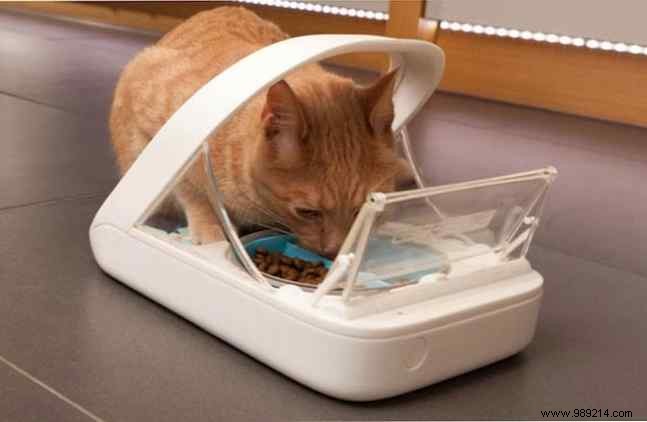 Best Automatic Pet Feeders: Top Picks for Cats and Dogs in 2023