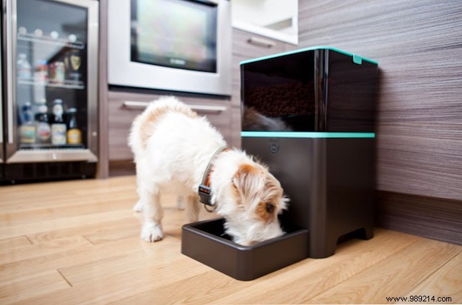 Best Automatic Pet Feeders: Top Picks for Cats and Dogs in 2023