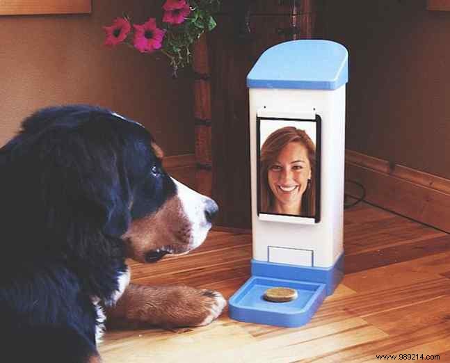 Best Automatic Pet Feeders: Top Picks for Cats and Dogs in 2023
