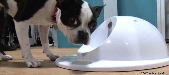 Best Automatic Pet Feeders: Top Picks for Cats and Dogs in 2023