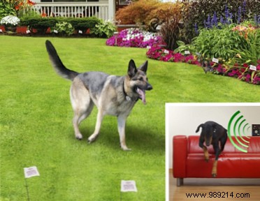 Top Pet Training Gadgets for Effective Dog and Cat Behavior Training