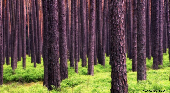 Why Going 100% Paperless Falls Short: Key Reasons Backed by Research