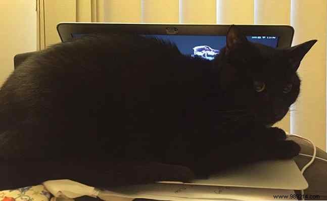 7 Expert Tips to Keep Cats Away from Your Laptop and Desktop