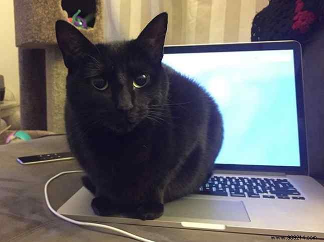 7 Expert Tips to Keep Cats Away from Your Laptop and Desktop