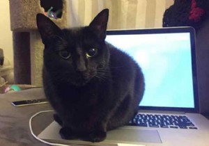 7 Expert Tips to Keep Cats Away from Your Laptop and Desktop