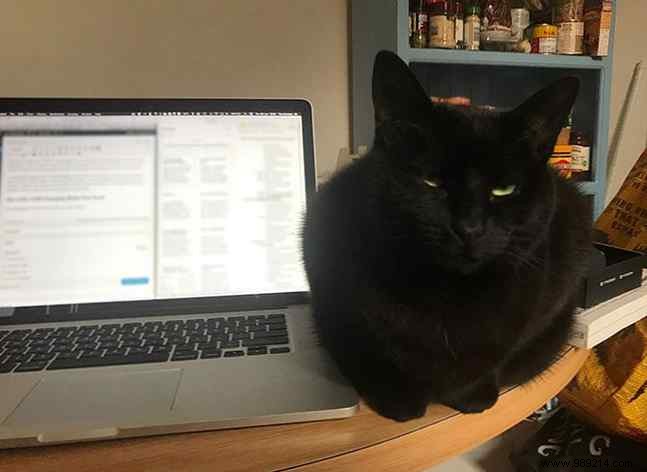 7 Expert Tips to Keep Cats Away from Your Laptop and Desktop