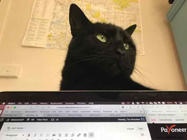 7 Expert Tips to Keep Cats Away from Your Laptop and Desktop
