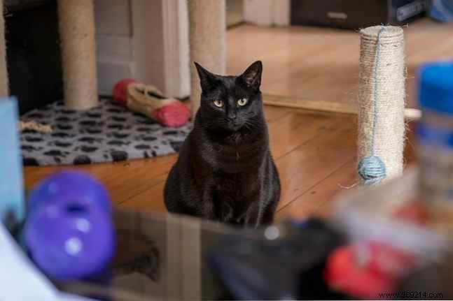 7 Expert Tips to Keep Cats Away from Your Laptop and Desktop