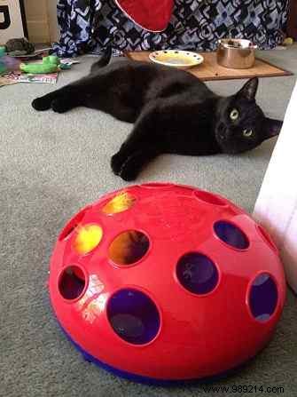 7 Expert Tips to Keep Cats Away from Your Laptop and Desktop