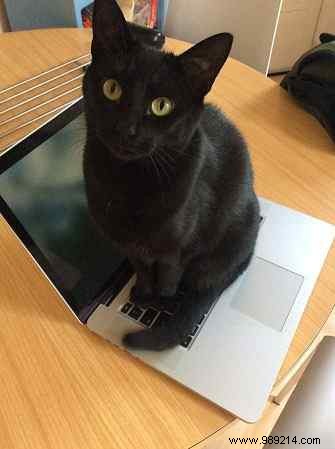 7 Expert Tips to Keep Cats Away from Your Laptop and Desktop