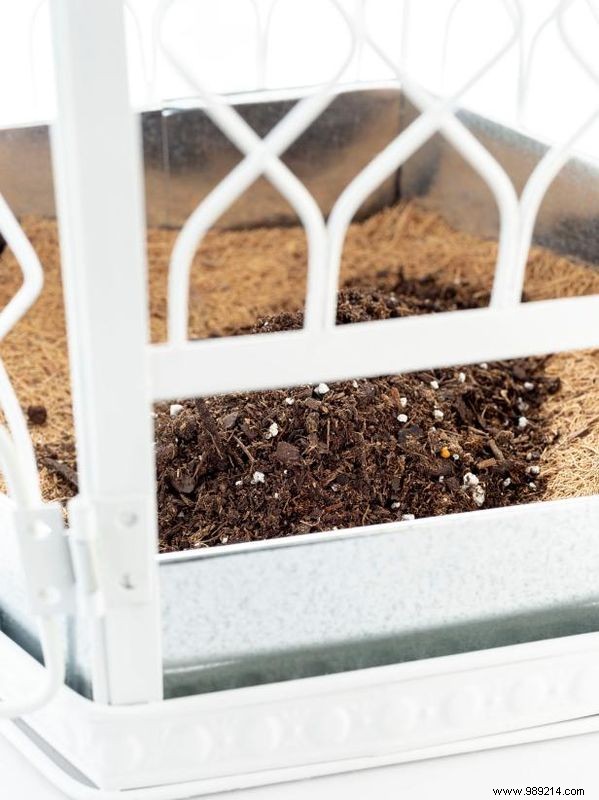 DIY Birdcage Succulent Garden: Custom Liner for Any Size Cage – Expert Guide by Sam Henderson