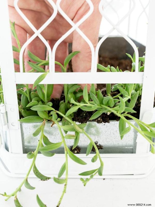 DIY Birdcage Succulent Garden: Custom Liner for Any Size Cage – Expert Guide by Sam Henderson