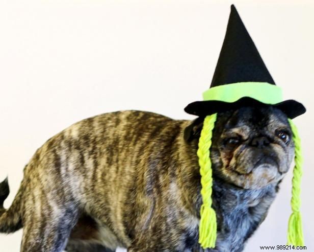 DIY Halloween Witch Hat for Dogs: Easy 20-Minute Step-by-Step Guide
