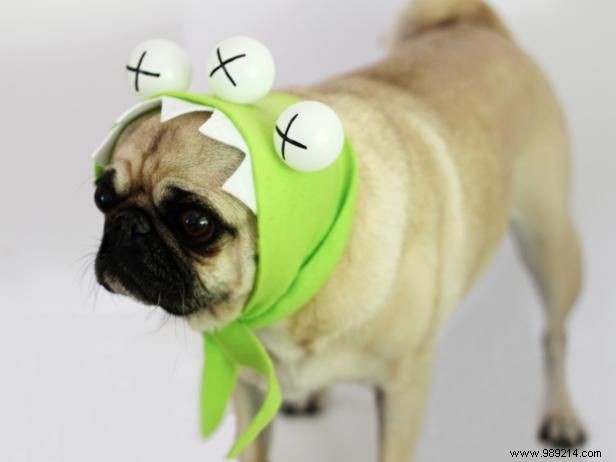 Easy No-Sew DIY Halloween Monster Dog Costume: Step-by-Step Guide
