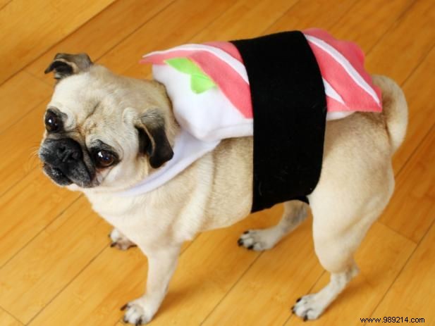 DIY Guide: Craft an Adorable Sushi Costume for Your Dog in 11 Easy Steps