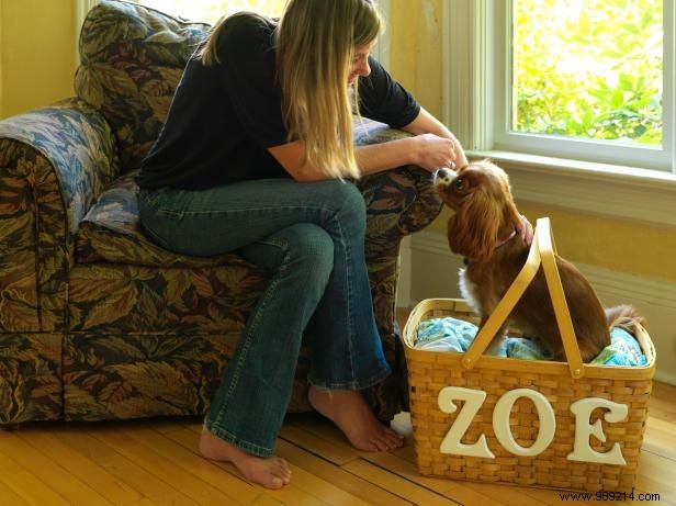 DIY Travel Pet Bed: Transform a Picnic Basket into a Portable Carrier